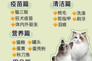 小猫驯养的注意事项（幼猫驯养）