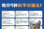 猫咪从小怎么教育（猫从小应该怎么训练）