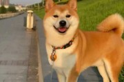 秋田犬多大不容易攻击人（秋田犬 多大）