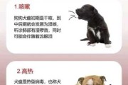 狗感冒和犬瘟怎么区别（狗狗感冒和犬瘟怎么区分）