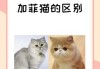 什么是波斯猫和加菲猫有什么区别（波斯猫和加菲猫的区别图片）