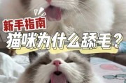 猫咪为什么经常爱舔毛毛（猫咪为什么经常爱舔毛毛呢）