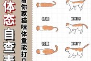 猫咪基础生理学检查（猫正常生理指标）