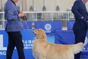 怎么培养赛级犬（赛级犬怎么比赛）