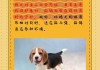 比格犬特性怎样（比格犬优缺点有哪些）