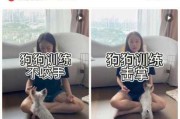 如何训练狗狗不随便吃东西（怎么训练狗不让吃饭就不吃饭）