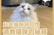 怎么调教出一只优秀的猫咪（怎么调教出一只优秀的猫咪视频）