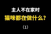 主人不在家猫咪会做什么（主人不在家猫咪会做什么事情）