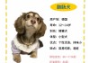 腊肠犬怎么训练?训练腊肠犬的方法（如何饲养腊肠犬）