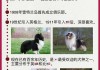 喜乐蒂牧羊犬的优缺点（喜乐蒂牧羊犬的优缺点和缺点）