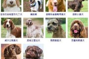 宠物犬品种名字的由来和寓意（你可以给我讲一下所有的宠物犬的名字）