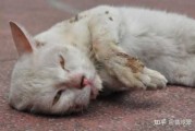 家猫在什么情况下会得狂犬病（猫在什么情况下会得狂犬病毒）