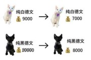 德文卷毛猫价格多少钱一只（德文卷毛猫的市场前景怎么样）