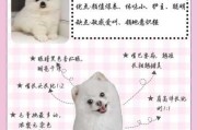 博美犬介绍（博美犬介绍视频）