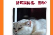 折耳猫应该怎样精心喂养（折耳猫应该怎么照顾）