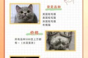 折耳猫多少钱?（折耳猫多少钱一只）