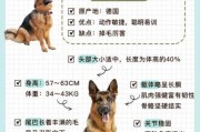 德国牧羊犬怎样训练（德国牧羊犬如何驯养）