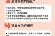 猫鼻支疱疹病毒（猫鼻支疱疹病毒怎么治疗）