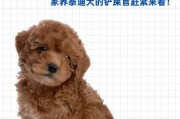 贵宾犬怎样（贵宾犬怎样看纯不纯）