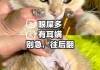 猫咪耳螨会导致死亡吗（猫咪耳螨会引起什么样的并发症）