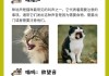 猫咪会一直叫怎么回事（猫咪一直叫怎么回事尾巴翘起来）