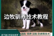 边境牧羊犬的训练步骤有哪些（边境牧羊犬驯养教程）