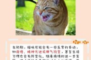 猫可能有狂犬病吗（猫会有狂犬病么）