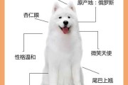 萨摩耶犬怎么训练不咬人（萨摩耶怎么驯养）