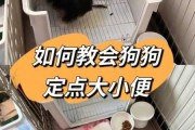 怎么训练拉布拉多犬大小便（怎样训练拉布拉多犬大小便视频）