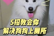 怎样让阿拉斯加去指定地点小便（如何训练阿拉斯加在固定地点大小便）