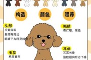 贵宾犬幼犬饲养的注意事项（贵宾犬的饲养要点）