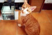 第一次养橘猫回家过程（第一次养橘猫回家全过程）