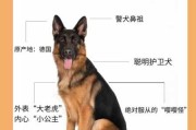 牧羊犬为什么会（牧羊犬为什么会放羊的原因）