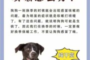 狗狗感冒怎么处理方法（狗狗感冒了怎么办,这些方法可以有效治疗）