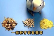 牡丹鹦鹉吃啥最好（牡丹鹦鹉吃什么食物好）