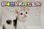 猫咪生病了该怎么办（猫咪生病了该怎么办?）