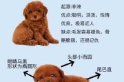 贵宾犬要怎么养贵宾犬要注意什么（贵宾犬怎么驯养）