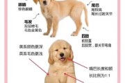 金毛犬标准的体型是什么样（金毛标准体型尺寸图）