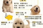 两年的金毛犬多少钱一条（养了两年的金毛犬价格）