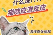 怎么处理猫的应激反应（猫猫应激反应怎么缓解）