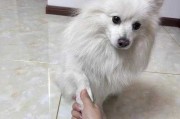 银狐犬怎么训练大小便（银狐犬怎么训练大小便视频）