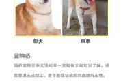 日本柴犬怎么挑选（日本柴犬怎么挑选好的）