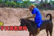 猴子带狗狗是什么节目（猴子遛狗的综艺节目）