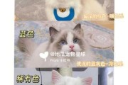 布偶猫怎么选?（布偶猫怎么选好坏）