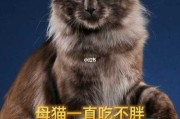 猫一直吃不胖是生病了吗（猫咪一直吃不胖为啥）