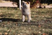 秋田犬的寿命（秋田犬的寿命有多长年）