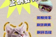 咋给猫咪刷牙（怎样给猫咪刷牙视频）