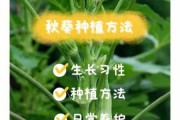 长叶九冠草（九冠草怎么种）