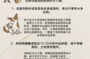 边牧大小便怎么训练（边牧大小便怎么训练图片）