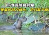 水獭捕猎（水獭捕猎鳄龟）